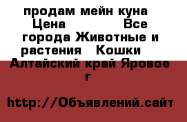 продам мейн куна › Цена ­ 15 000 - Все города Животные и растения » Кошки   . Алтайский край,Яровое г.